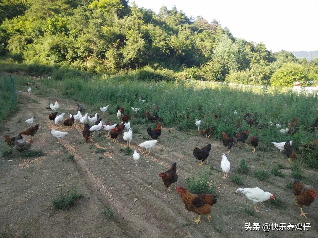 基金理财与养鸡，现代投资与农村传统产业的结合 基金理财养鸡