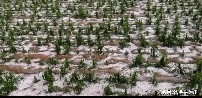 农作物自然灾害保险，保障农业稳定与农民权益的利器 农作物自然灾害保险