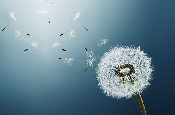 蒲公英的智慧，如何科学理财 蒲公英怎么理财