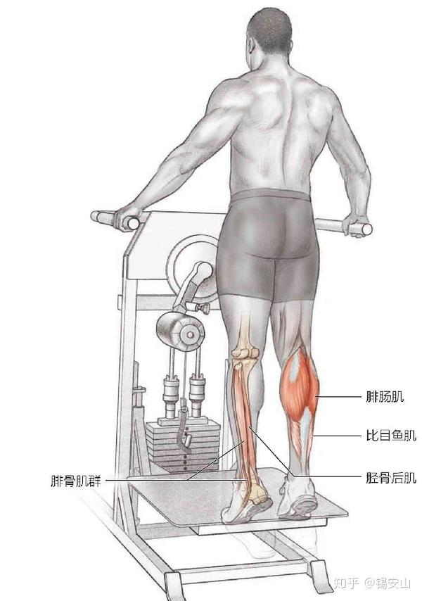 打篮球后如何有效训练小腿肌肉 打篮球后怎么训练小腿
